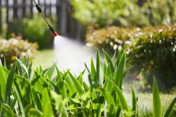 24/7 Emergency Ant Control experts in Foreman, AR